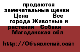 продаются замечательные щенки › Цена ­ 10 000 - Все города Животные и растения » Собаки   . Магаданская обл.